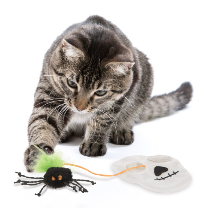 cat spider toy