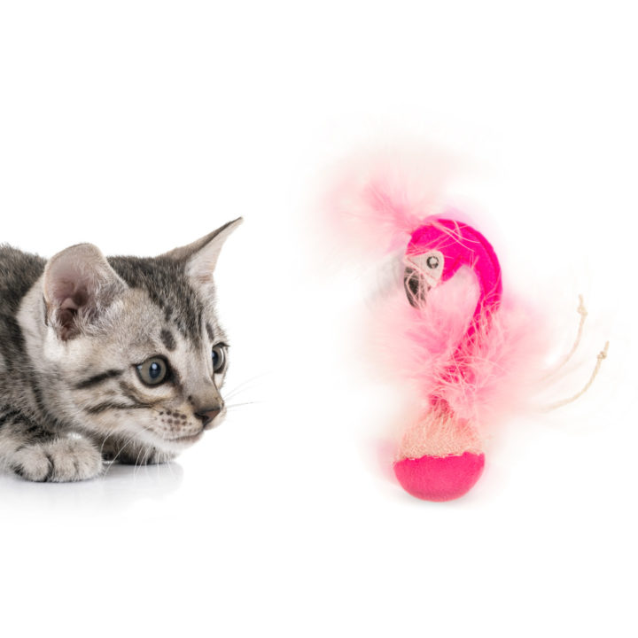 flamingo cat toy