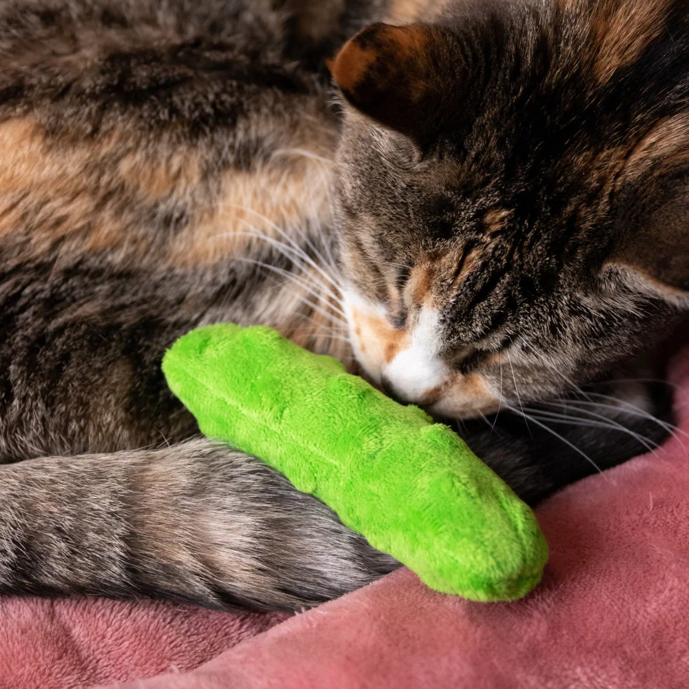 cat toy pickle