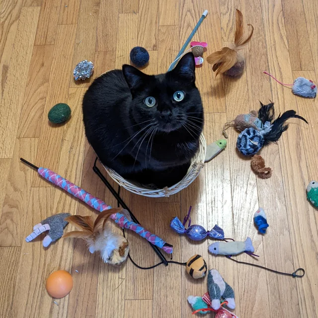 cats sit on their toys