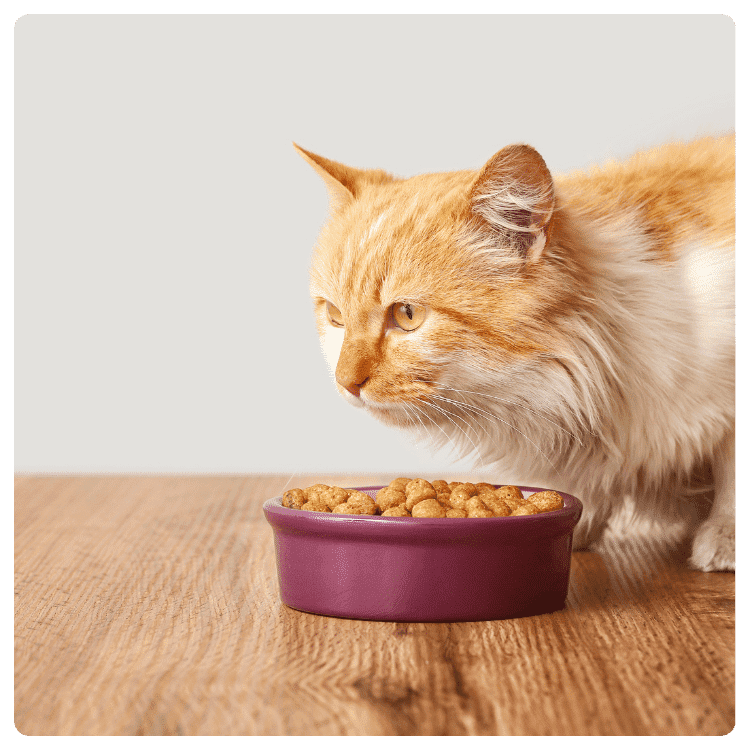 dry food to feed a cat