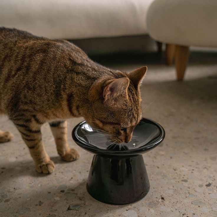 cat feeding bowls