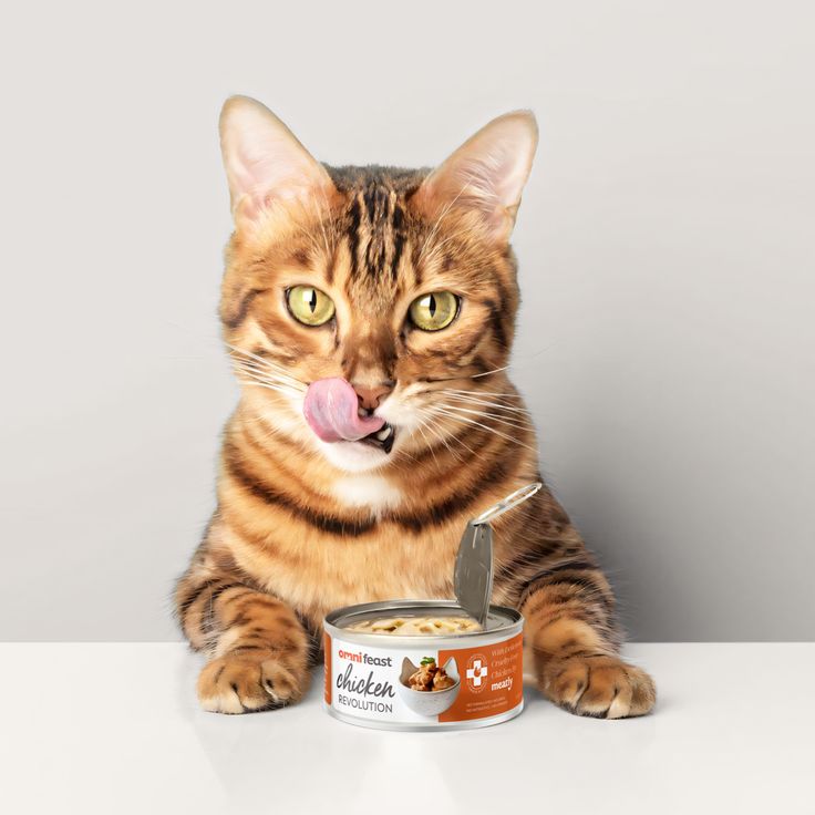 cans of cat food