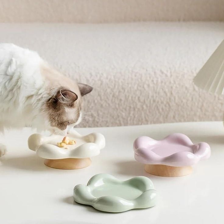 cat bowls