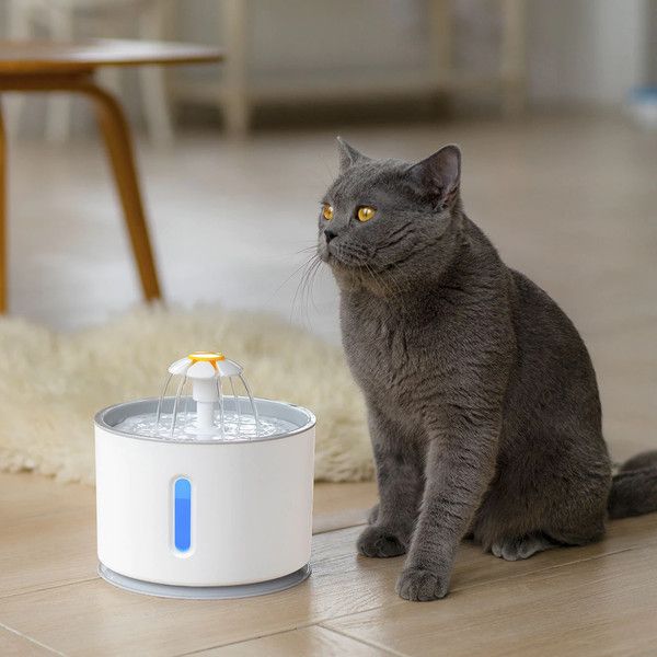 pet hydration