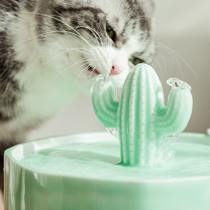 cat drinking fountain