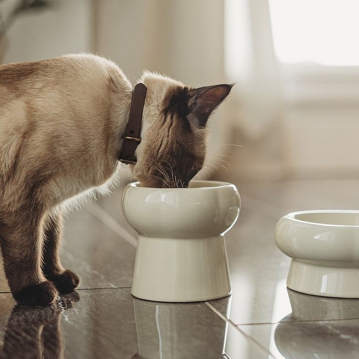 elevated cat food bowls