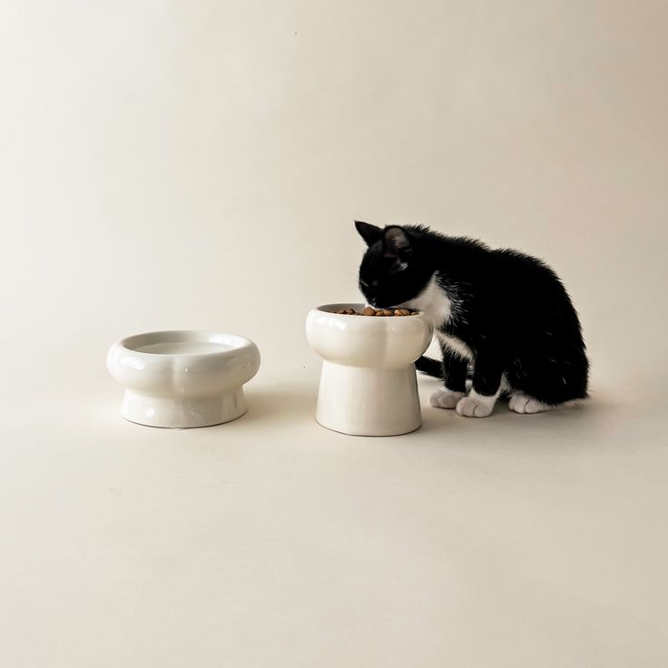 raised cat bowls