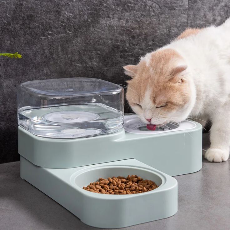 cat food and water bowls