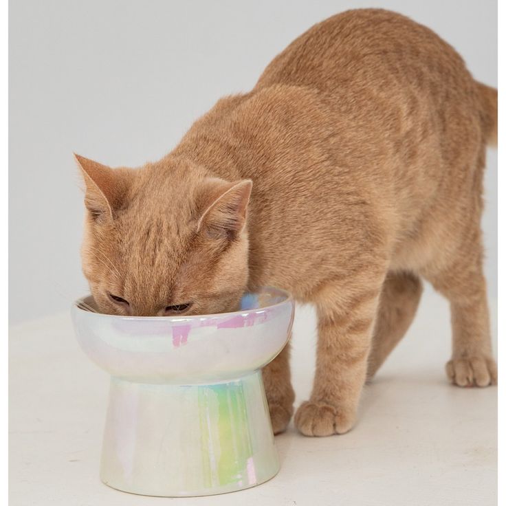 elevated cat food bowls