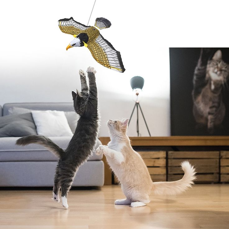 interactive bird cat toy