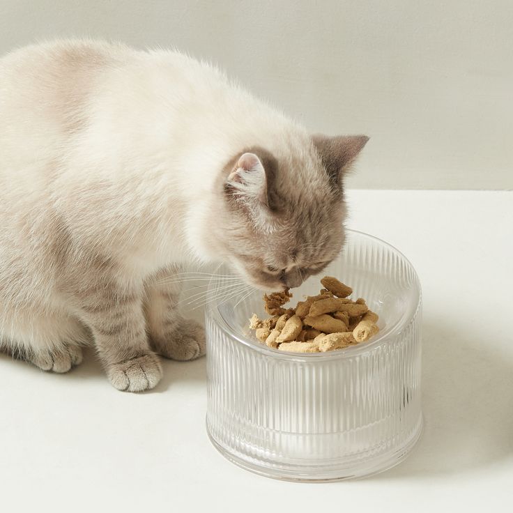 glass cat bowls