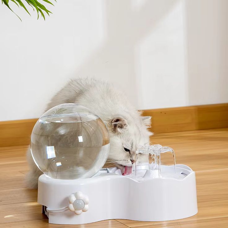 cat water fountain safety