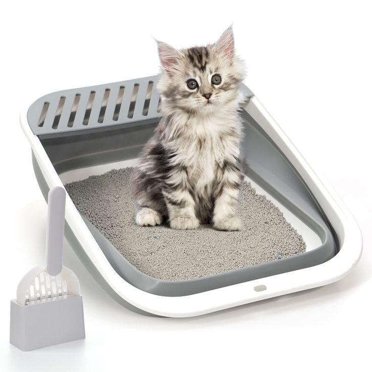 cat litter box