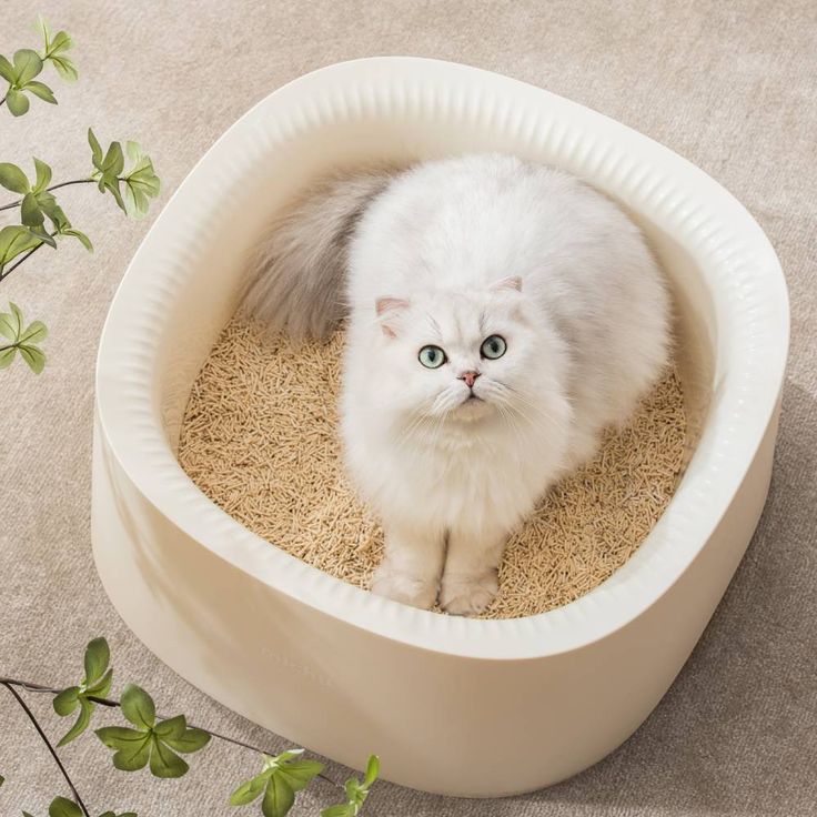 cat litter box odor control