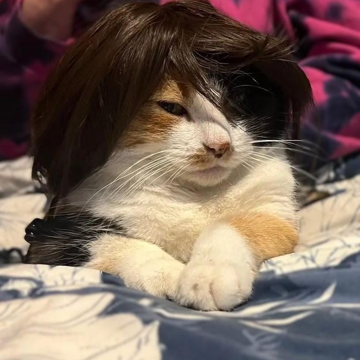 cat wig