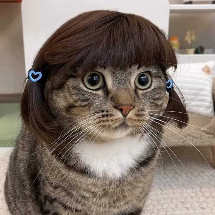 adorable cat wig